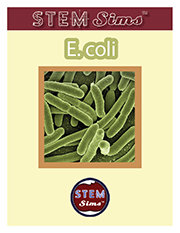 E. coli Brochure's Thumbnail